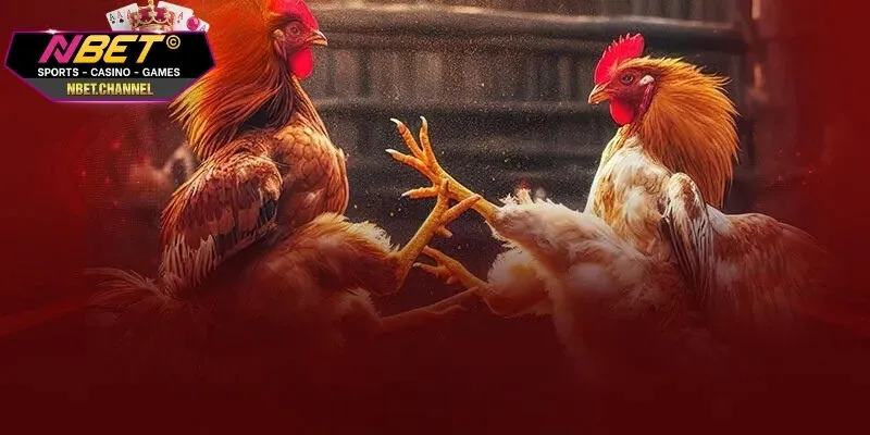 Cá Cược Đá Gà - Mẹo Hay Dành Cho Người Mới Tại NBET Các chiến lược chơi cá cược đá gà hiệu quả