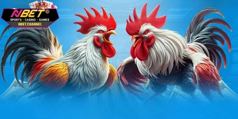 Cách Xem Kèo Đá Gà Thắng Lớn Từ Chuyên Gia Thông tin cơ bản về soi cách xem kèo đá gà